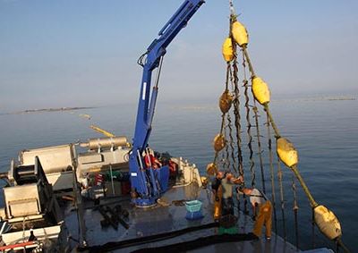 Ensemencement des moules de filière