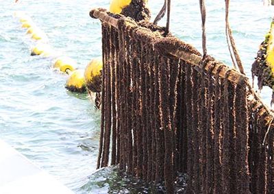 Captage des moules de filières