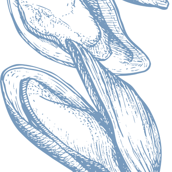 Illustration Les vignes Marines - Moules Illustration Les vignes Marines - Moules